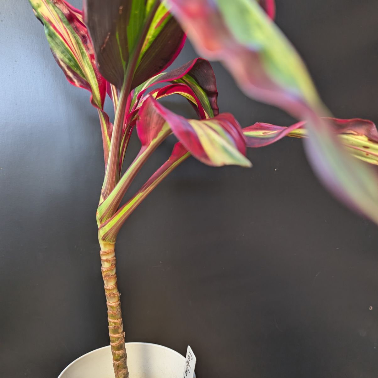 コルジリネ ビリオンダイヤモンド 【希少】 商品タグ付き 鉢のまま発送