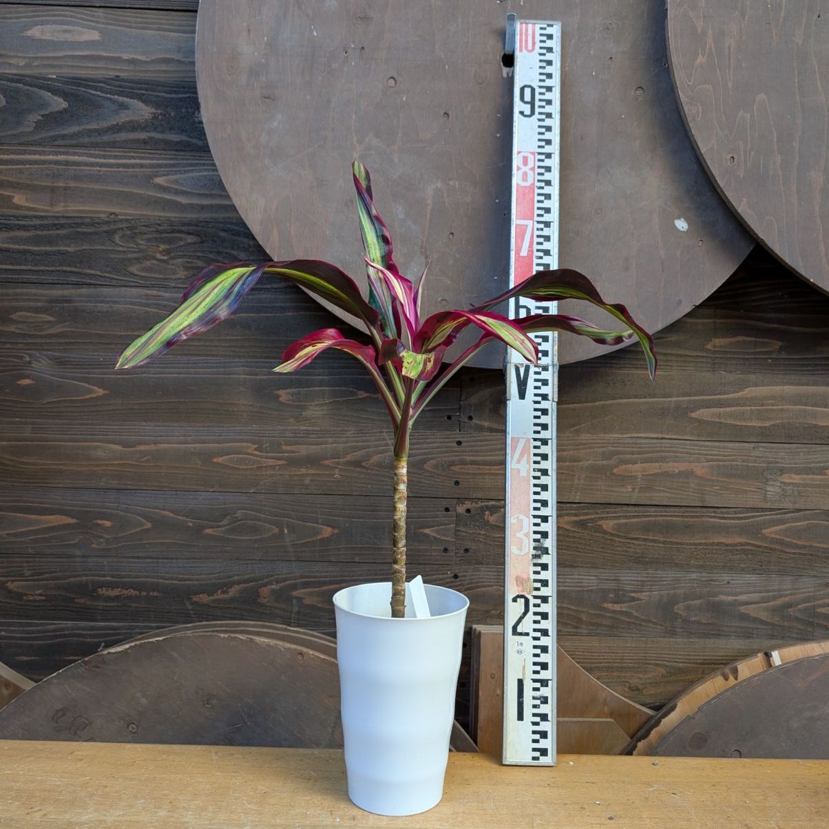 コルジリネ ビリオンダイヤモンド 【希少】 商品タグ付き 鉢のまま発送