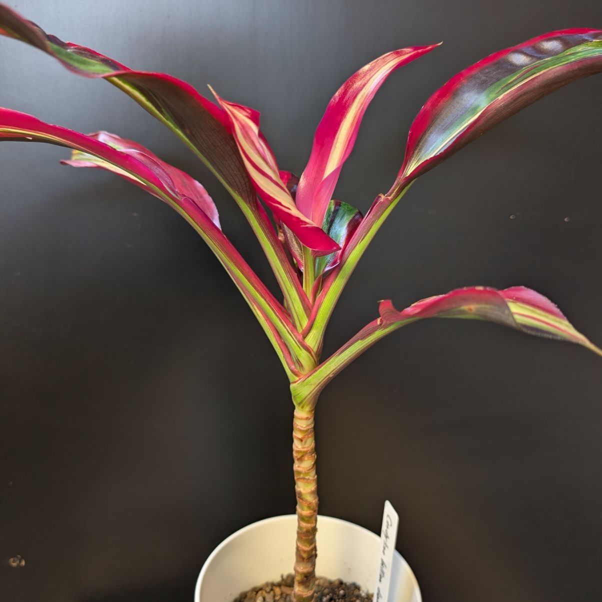 コルジリネ ビリオンダイヤモンド 【希少】 商品タグ付き 鉢のまま発送