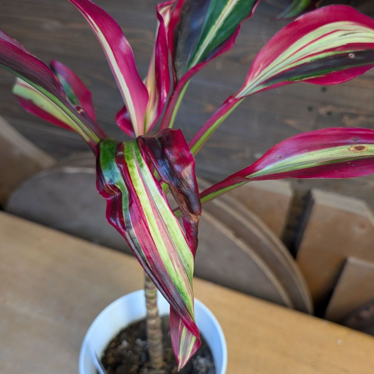 コルジリネ ビリオンダイヤモンド 【希少】 商品タグ付き 鉢のまま発送