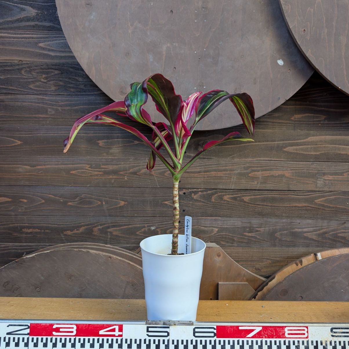 コルジリネ ビリオンダイヤモンド 【希少】 商品タグ付き 鉢のまま発送