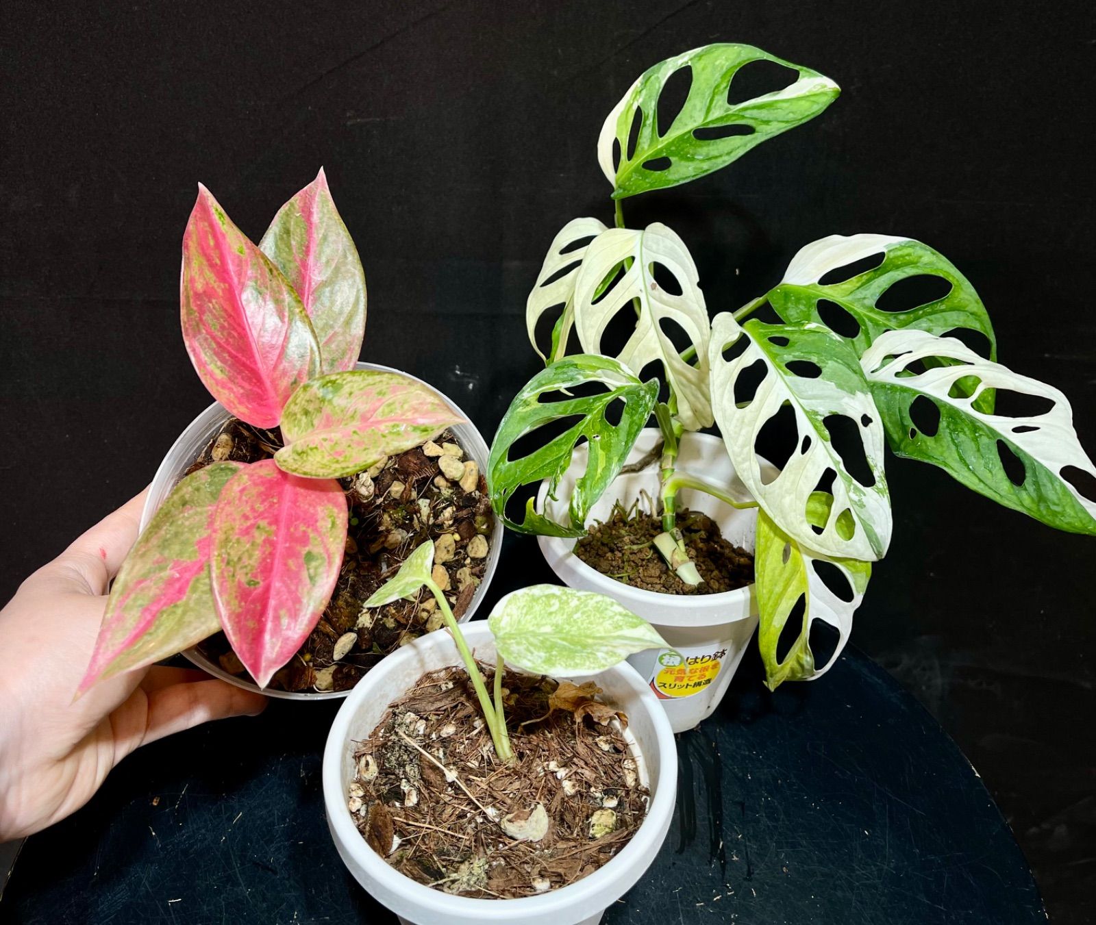 3点まとめ モンステラデリシオーサレガシー アグラオネマスイート