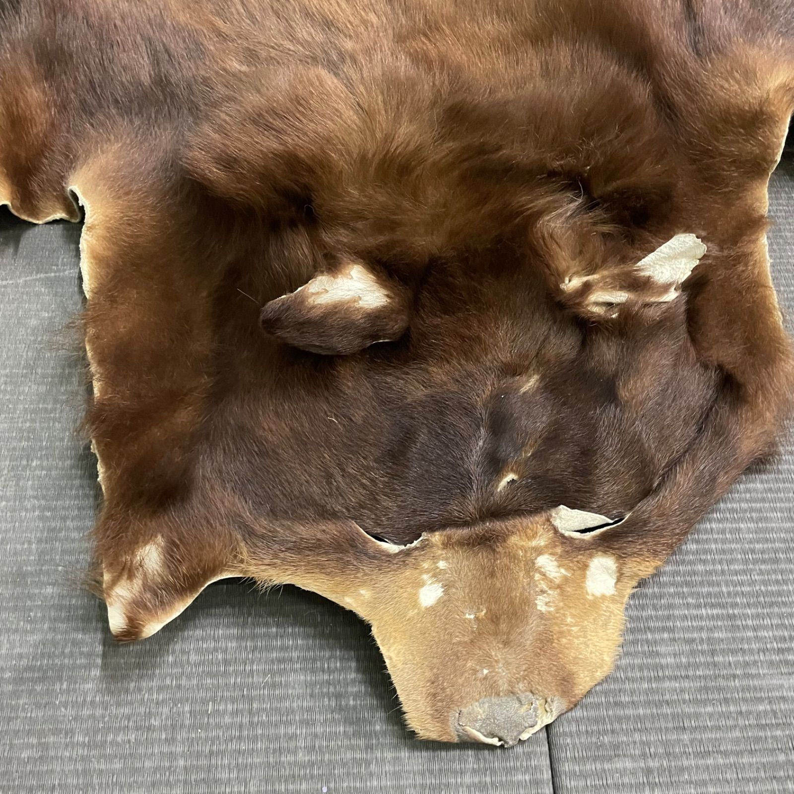 ツキノワグマ 熊の毛皮カーペット 床 損傷あり ツキノワグマ 毛皮 クマ 