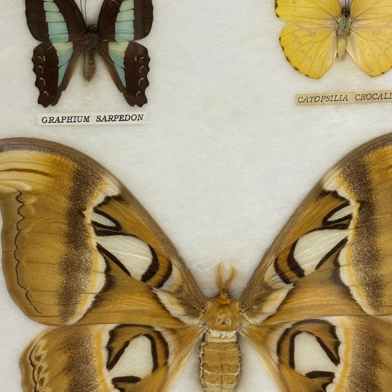 413 蝶 標本 額入り アトラスオオカブトガ 標本額 大型 Attacus atlas