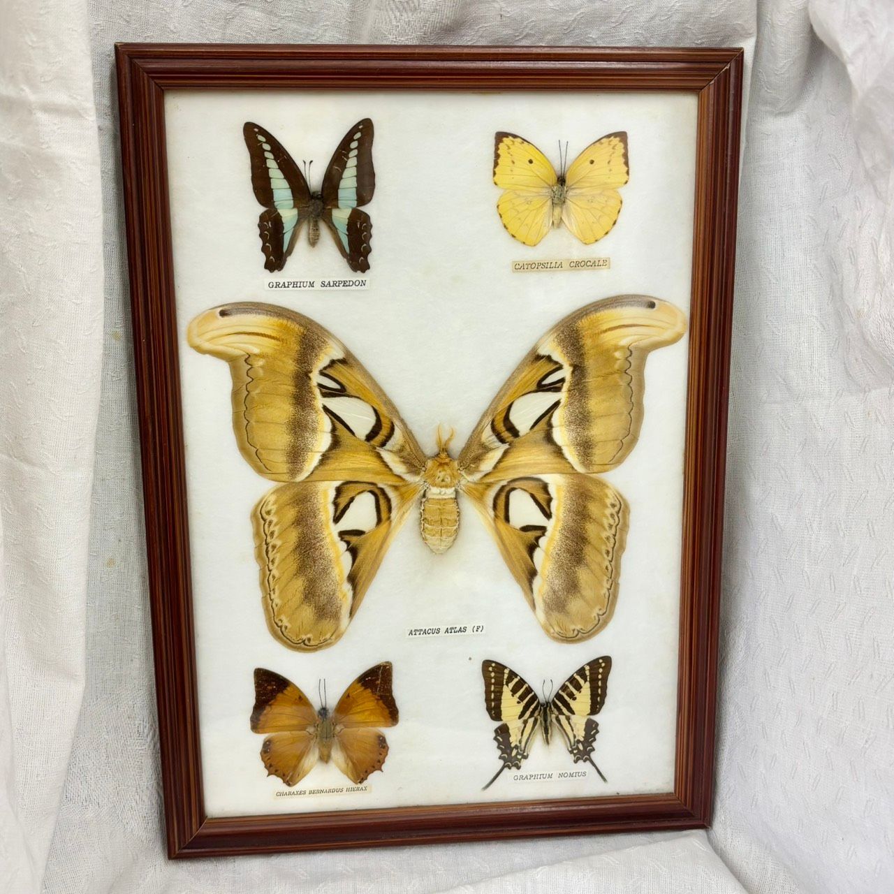 413 蝶 標本 額入り アトラスオオカブトガ 標本額 大型 Attacus atlas