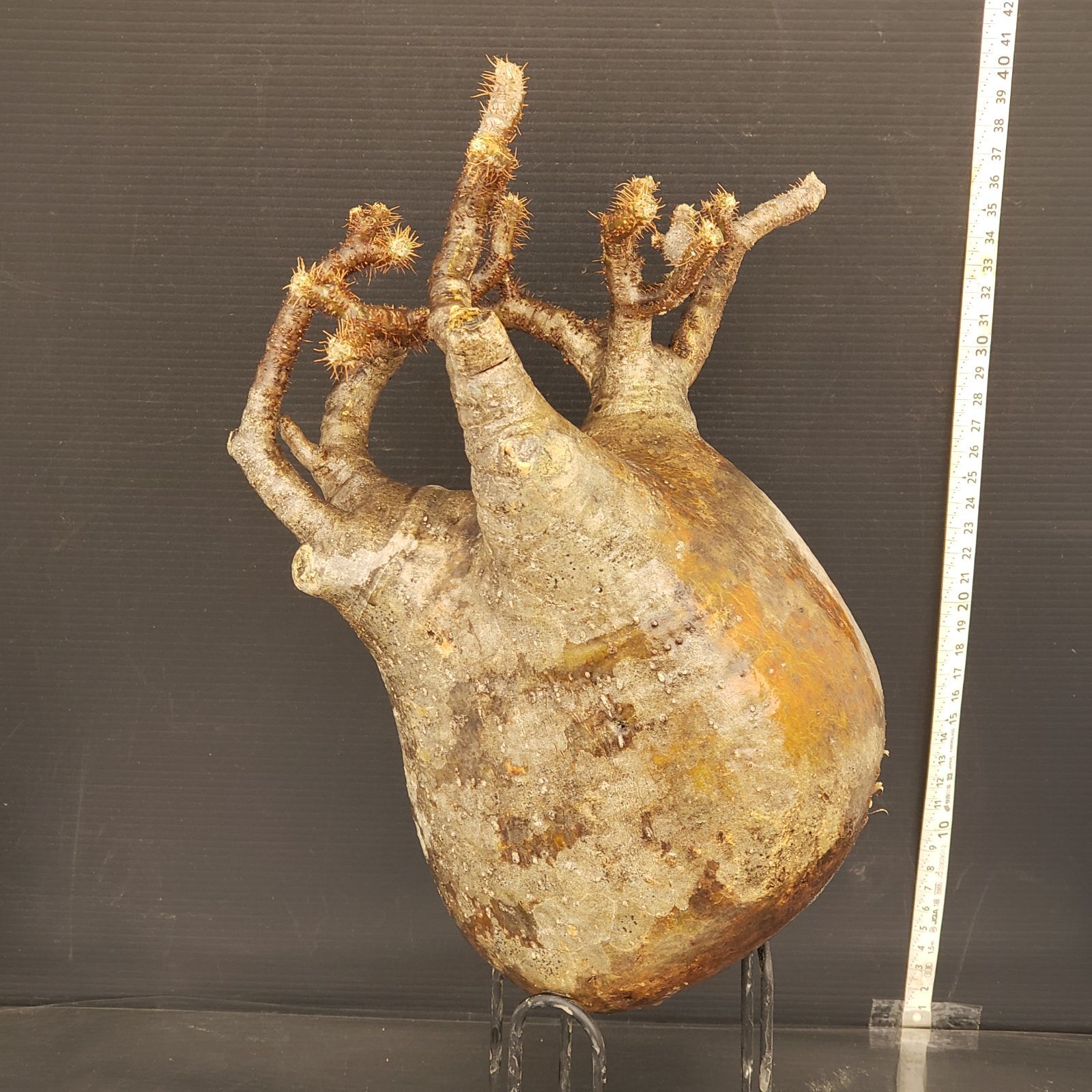 P308最新到着Pachypodium グラキリス（L）（現地球・抜き苗