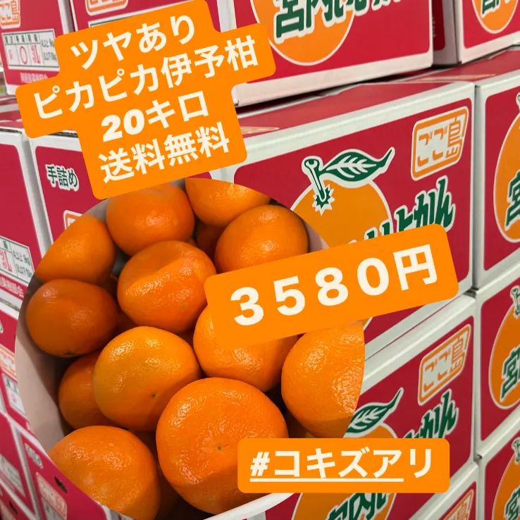 伊予柑BIG 2箱 約20kg 送料無料 - メルカリ