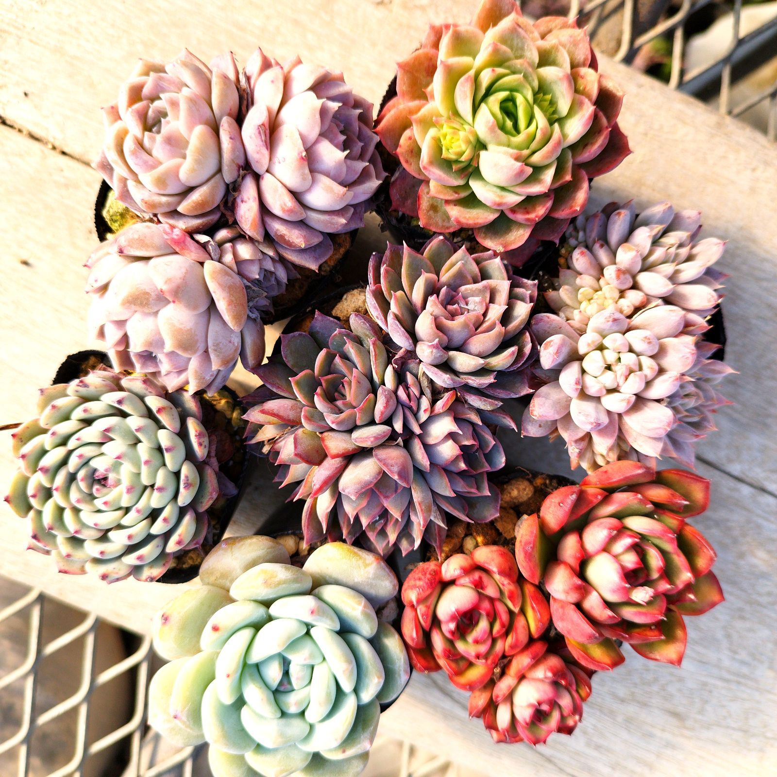 多肉植物 エケベリア 7種セット ec7 抜き苗 - メルカリ