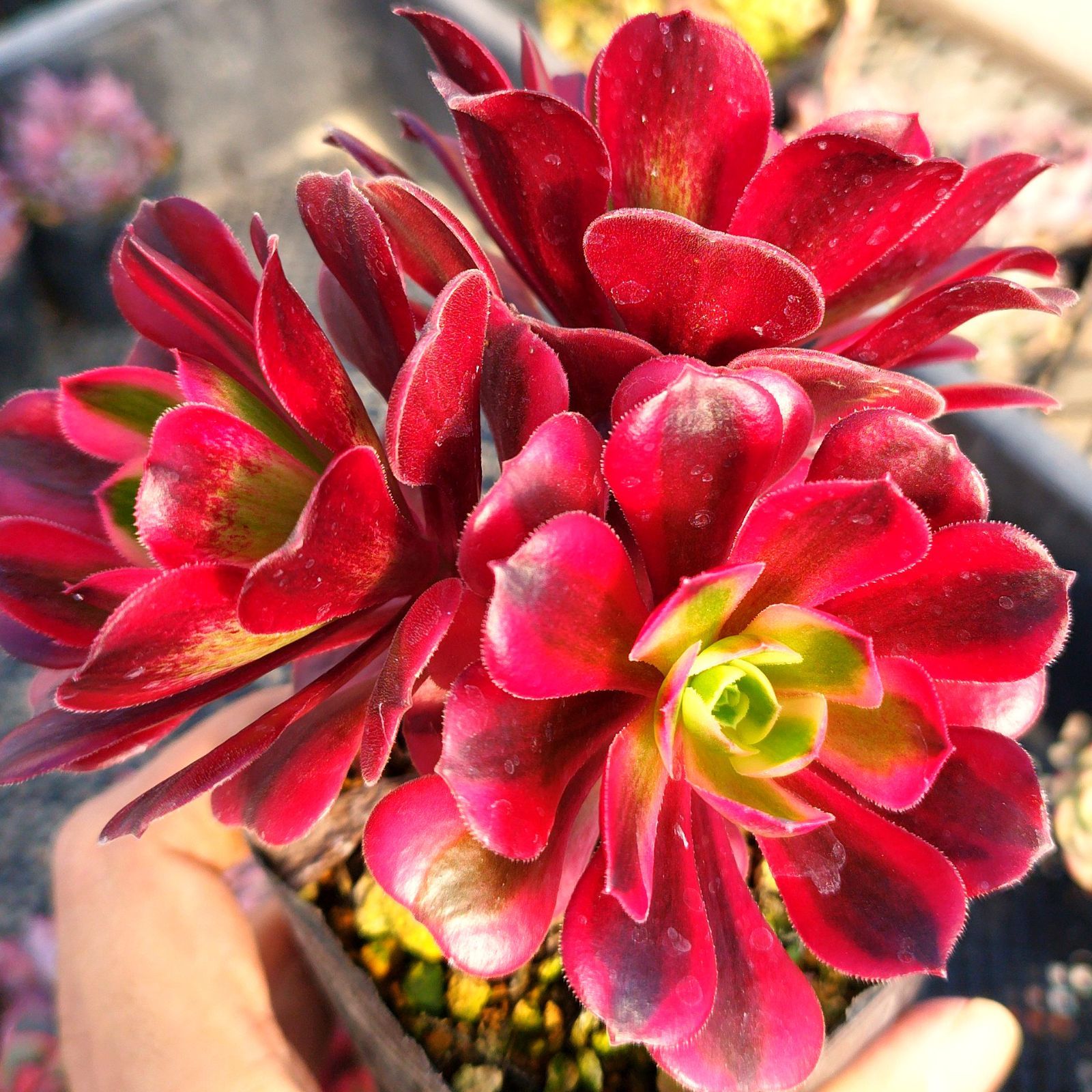 多肉植物 アエオニウム メデューサ 抜き苗 - メルカリ