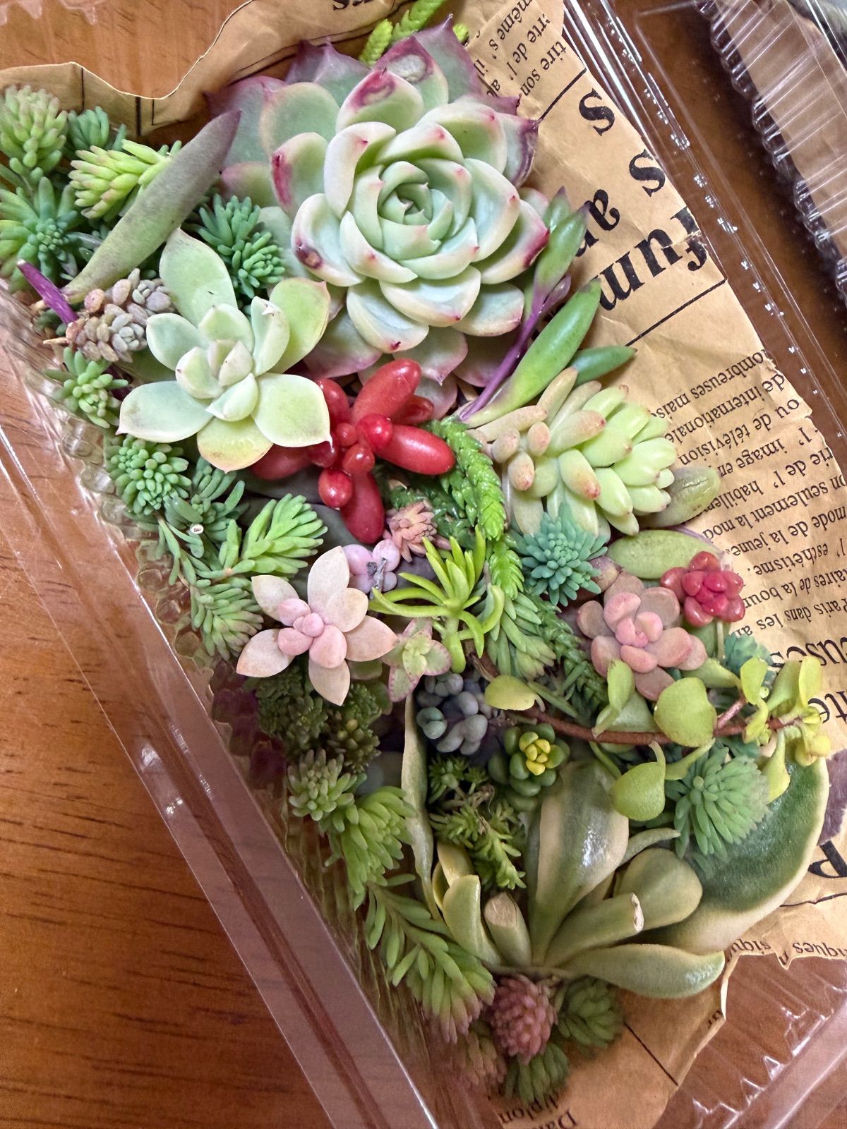 多肉植物カット苗詰め合わせ 多肉植物寄せ植えセット エケベリア