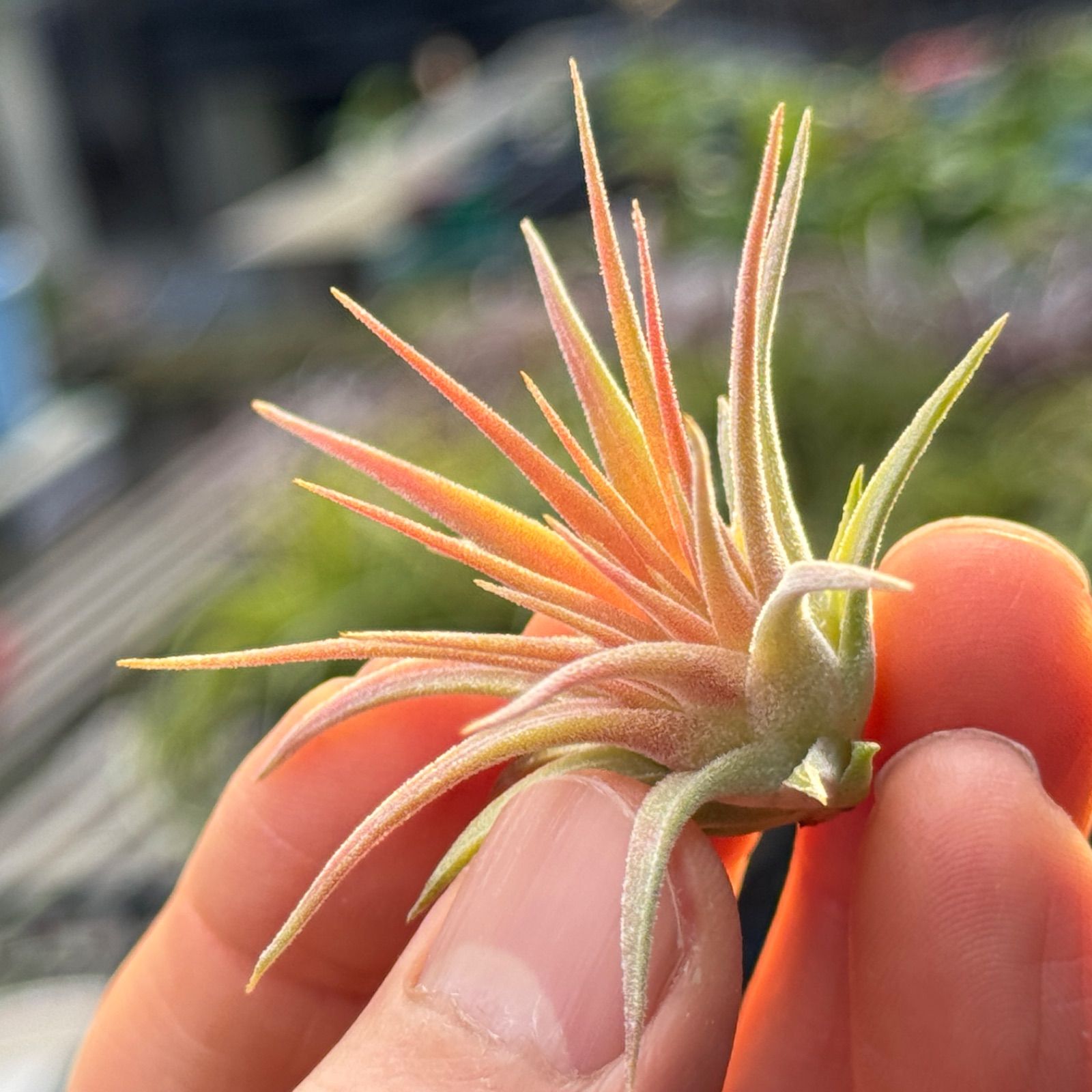 現品＊ オレンジピーチ系紅葉がキレイ＊ がっちり型＊ 開花時期に先端