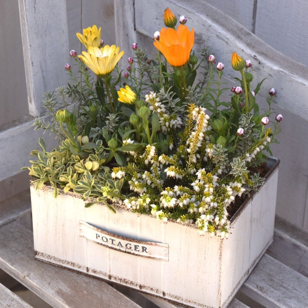 パステリーナ」の春色ナチュラル寄せ植え※寄せ植え完成品 花苗 花 お花