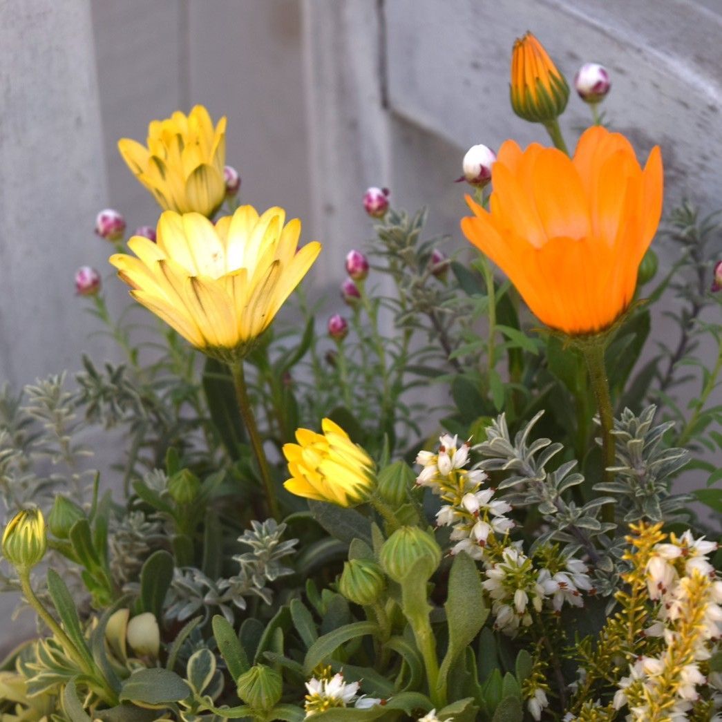パステリーナ」の春色ナチュラル寄せ植え※寄せ植え完成品 花苗 花 お花