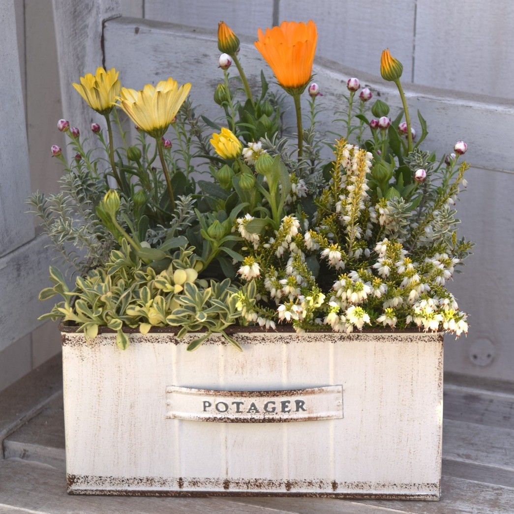 パステリーナ」の春色ナチュラル寄せ植え※寄せ植え完成品 花苗 花 お花