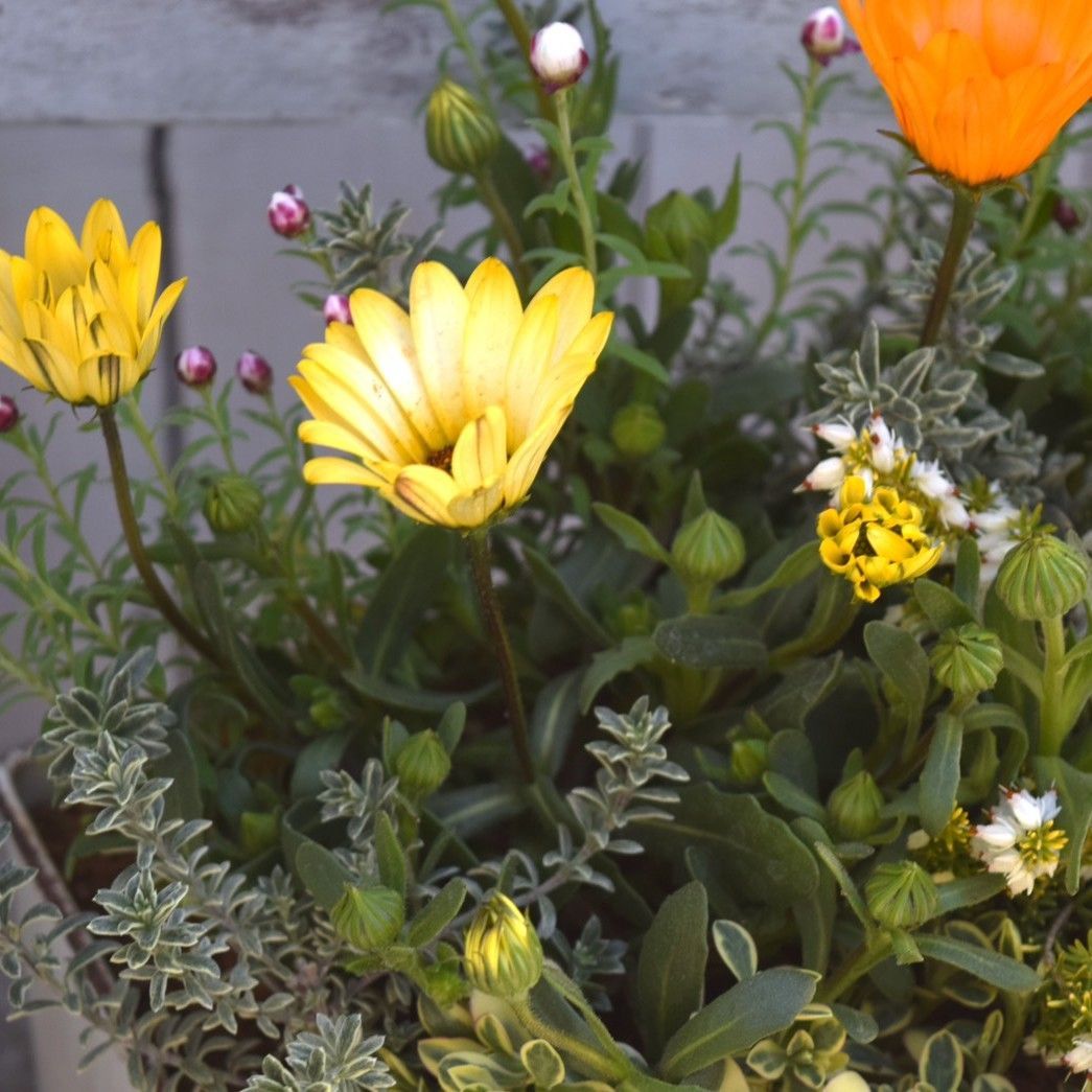 パステリーナ」の春色ナチュラル寄せ植え※寄せ植え完成品 花苗 花 お花