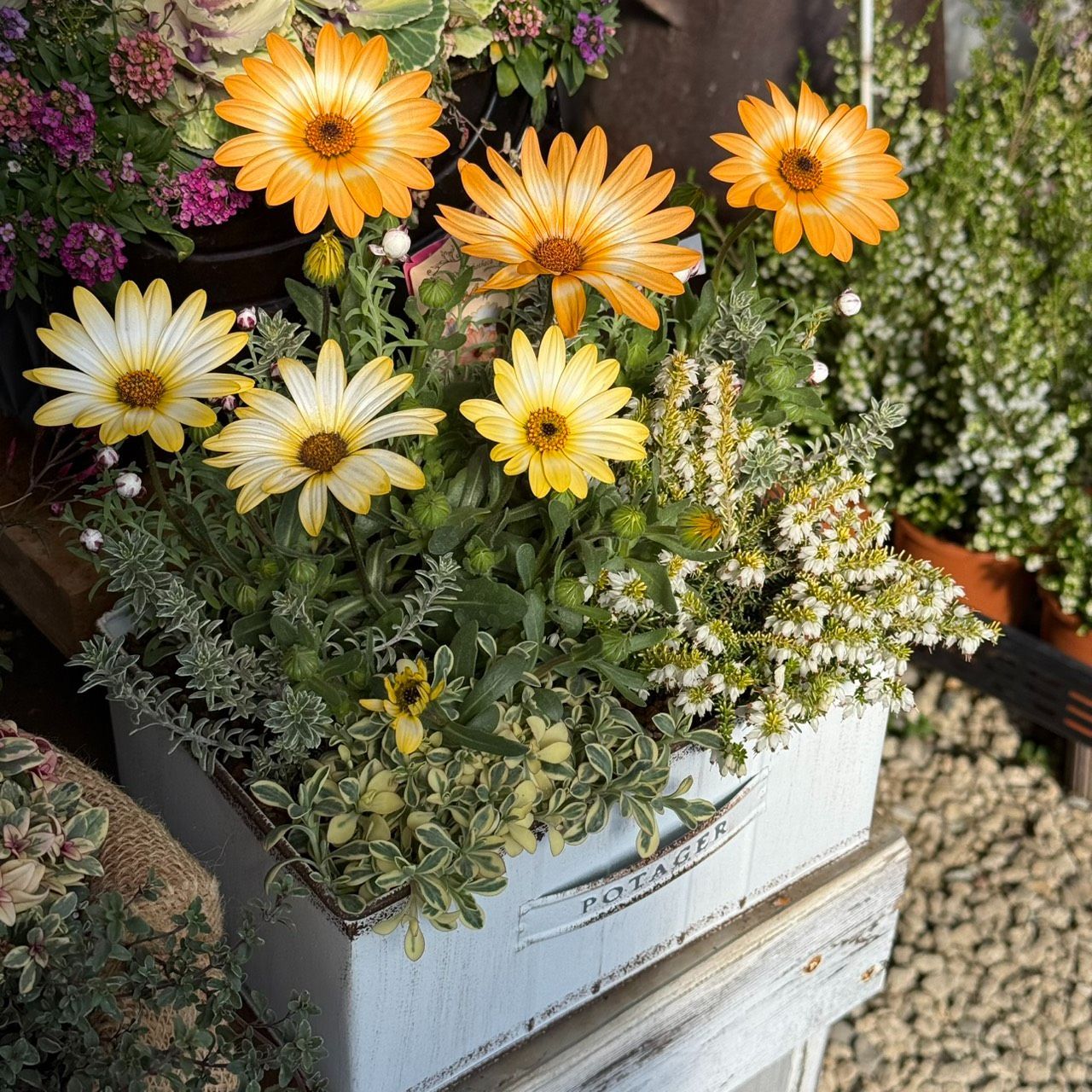 パステリーナ」の春色ナチュラル寄せ植え※寄せ植え完成品 花苗 花 お花