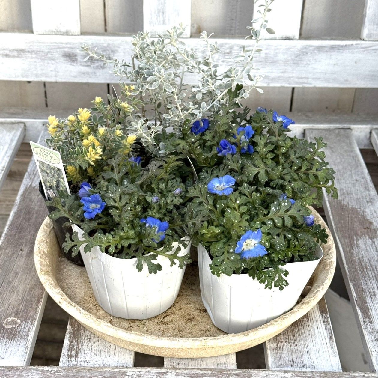 鉢で楽しむ「ネモフィラ」セット※寄せ植えセット 花苗 花 ガーデニング