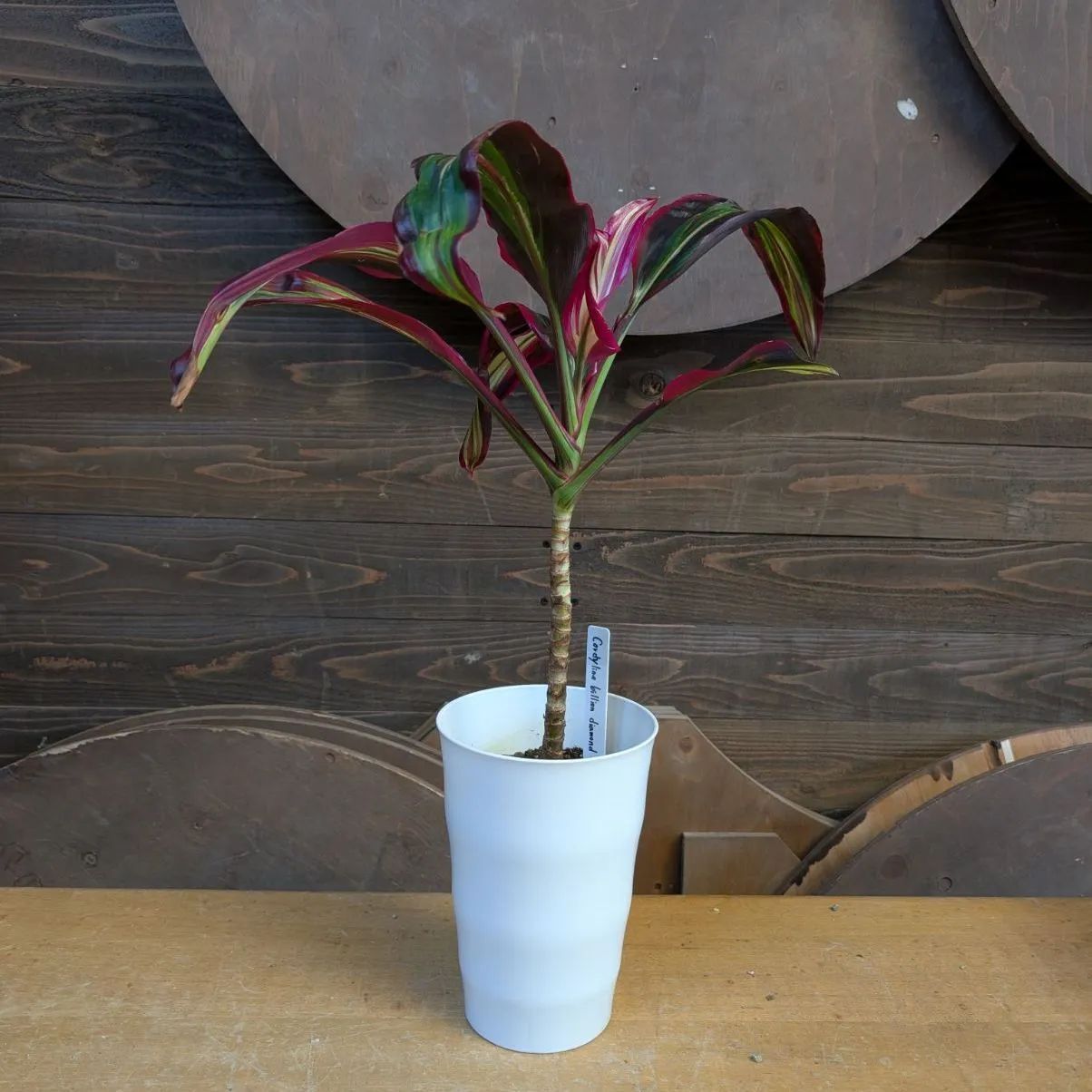 コルジリネ ビリオンダイヤモンド 【希少】 商品タグ付き 鉢のまま発送