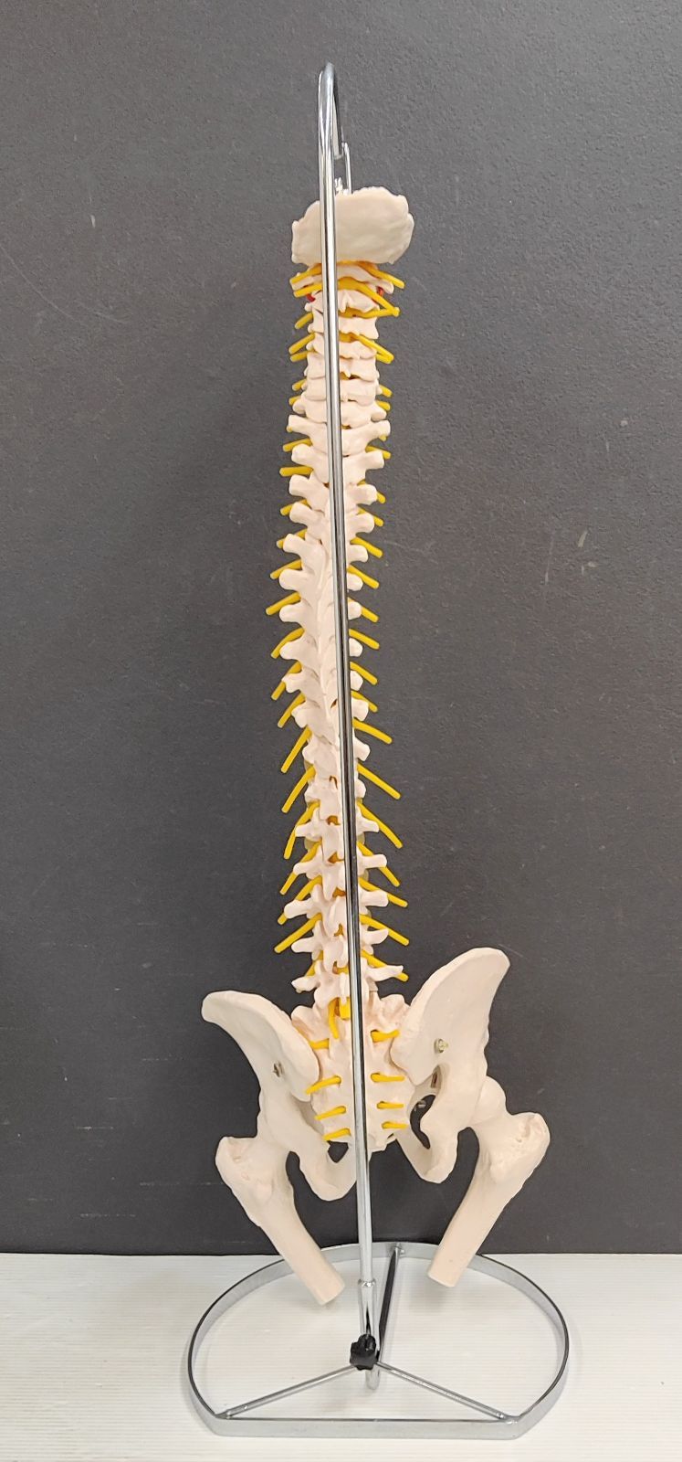 医学玄人 人体骨格の脊柱模型 スタンド付 - メルカリ