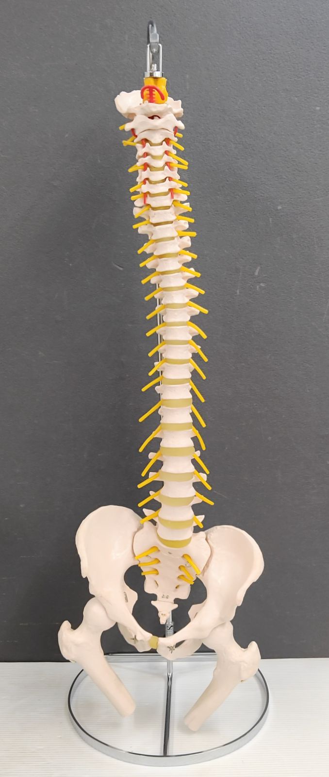 医学玄人 人体骨格の脊柱模型 スタンド付 - メルカリ