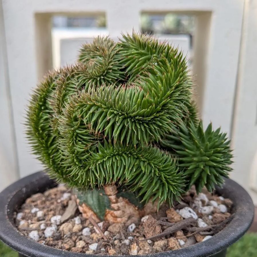 多肉植物ユーフォルビア スザンナエ（瑠璃晃）綴化 - メルカリ