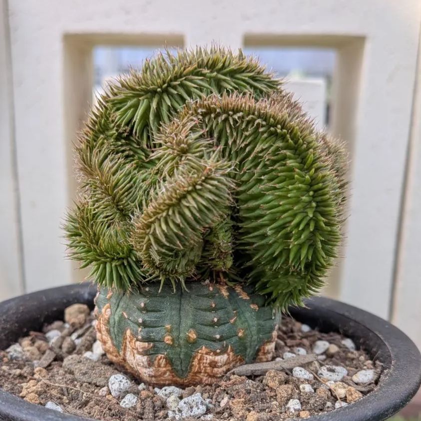 多肉植物ユーフォルビア スザンナエ（瑠璃晃）綴化 - メルカリ