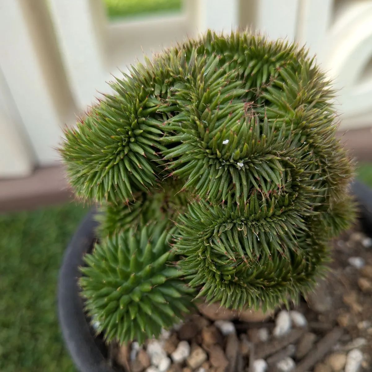 多肉植物ユーフォルビア スザンナエ（瑠璃晃）綴化 - メルカリ