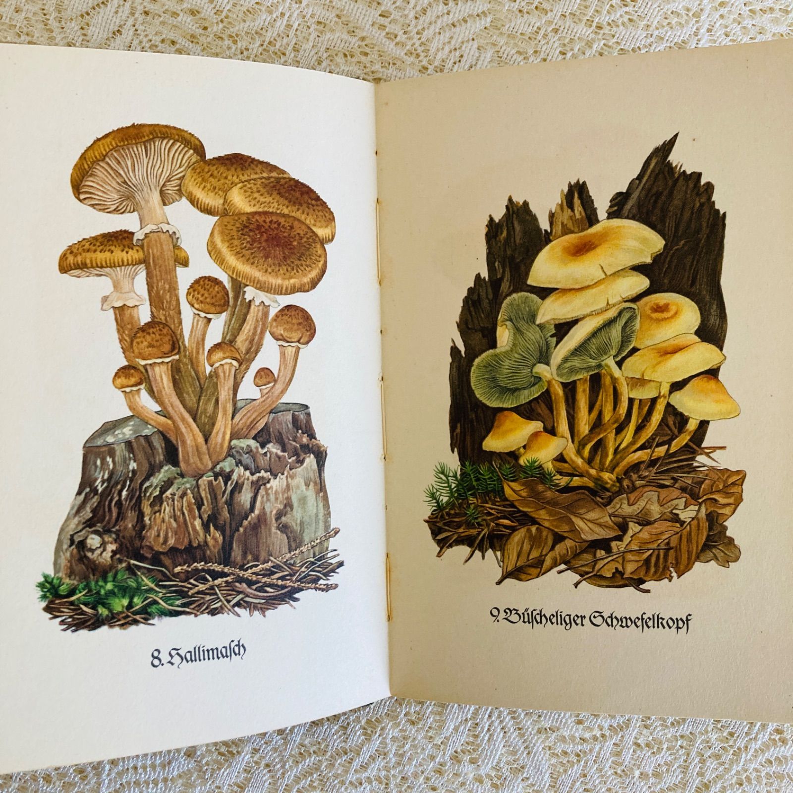 インゼル文庫 ヴィンテージ Das Pilzbuch ドイツ kleine 洋書 きのこ