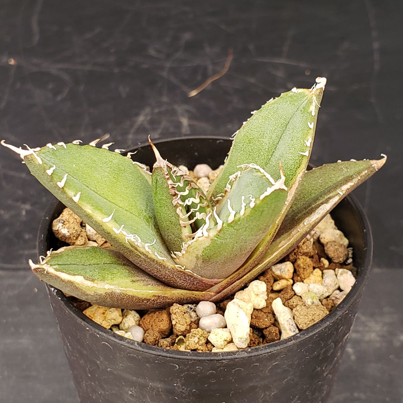 P362【自社養生株】アガベチタノタ 南アフリカダイヤモンド 斑入り（発