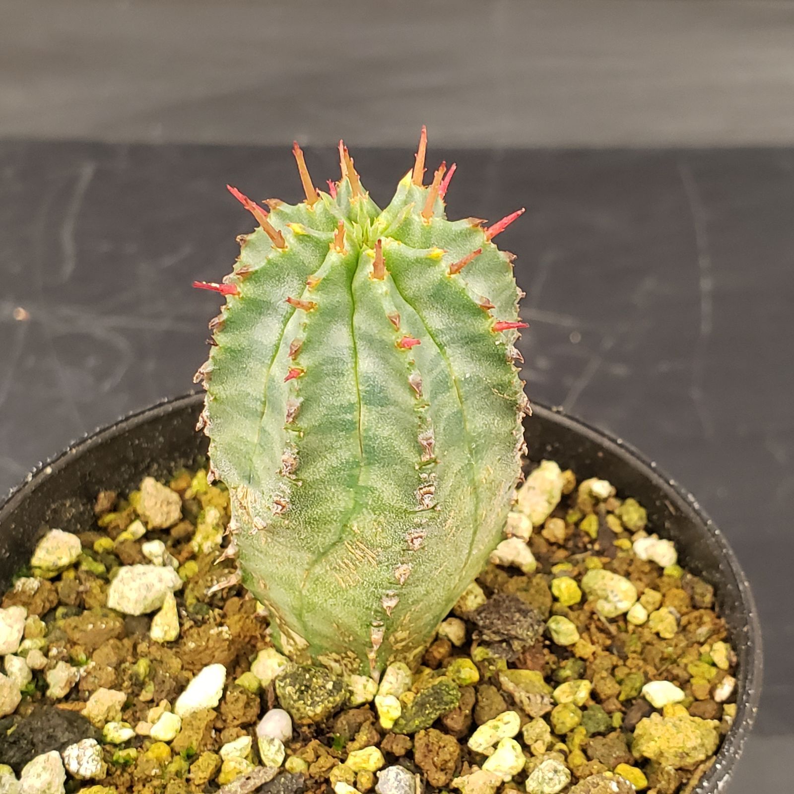 P366【自社養生株】ユーフォルビア ホリダ（実生・発根株・鉢植え