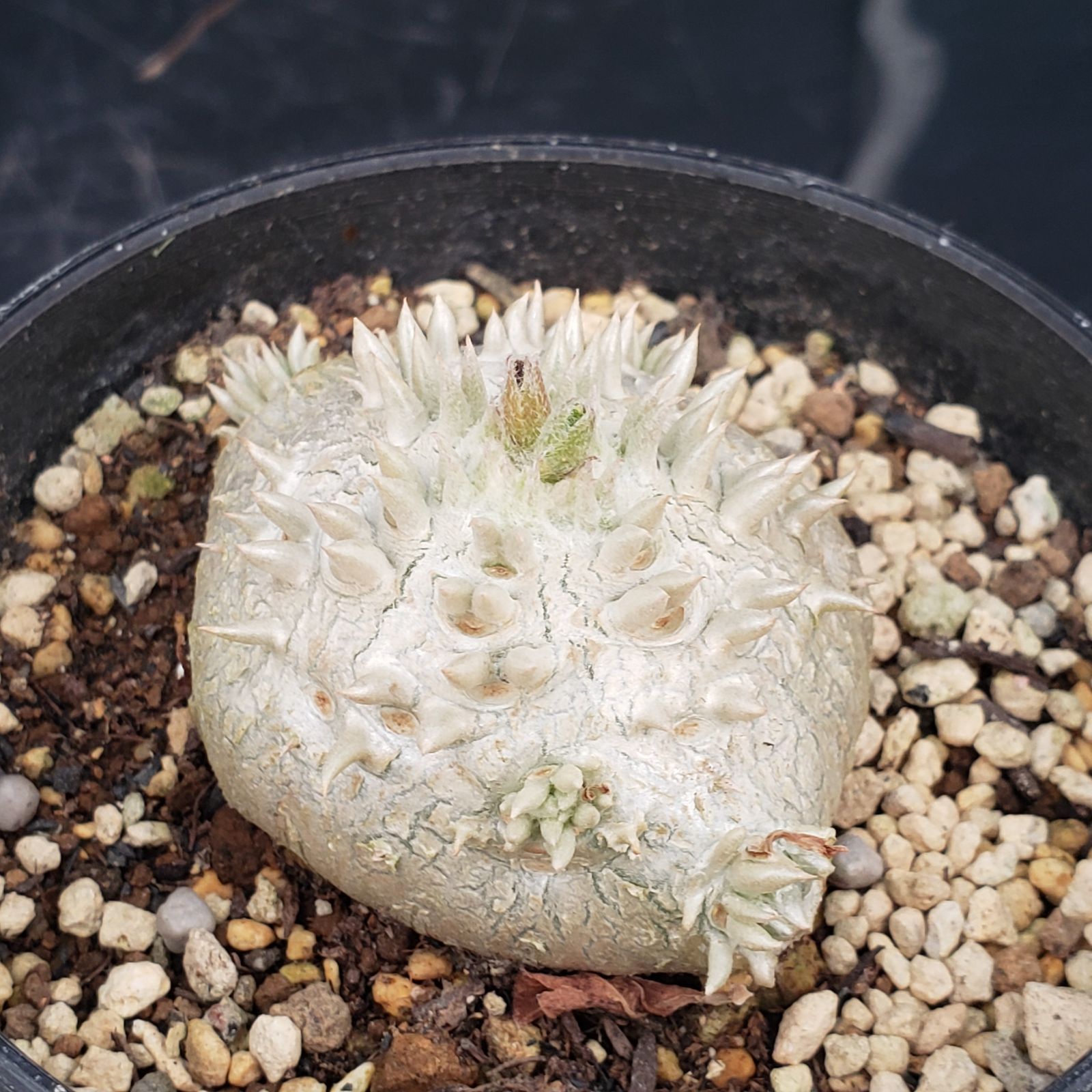 8058 「塊根植物」パキポディウム 恵比寿笑い 抜き苗 【9/1最新到着 