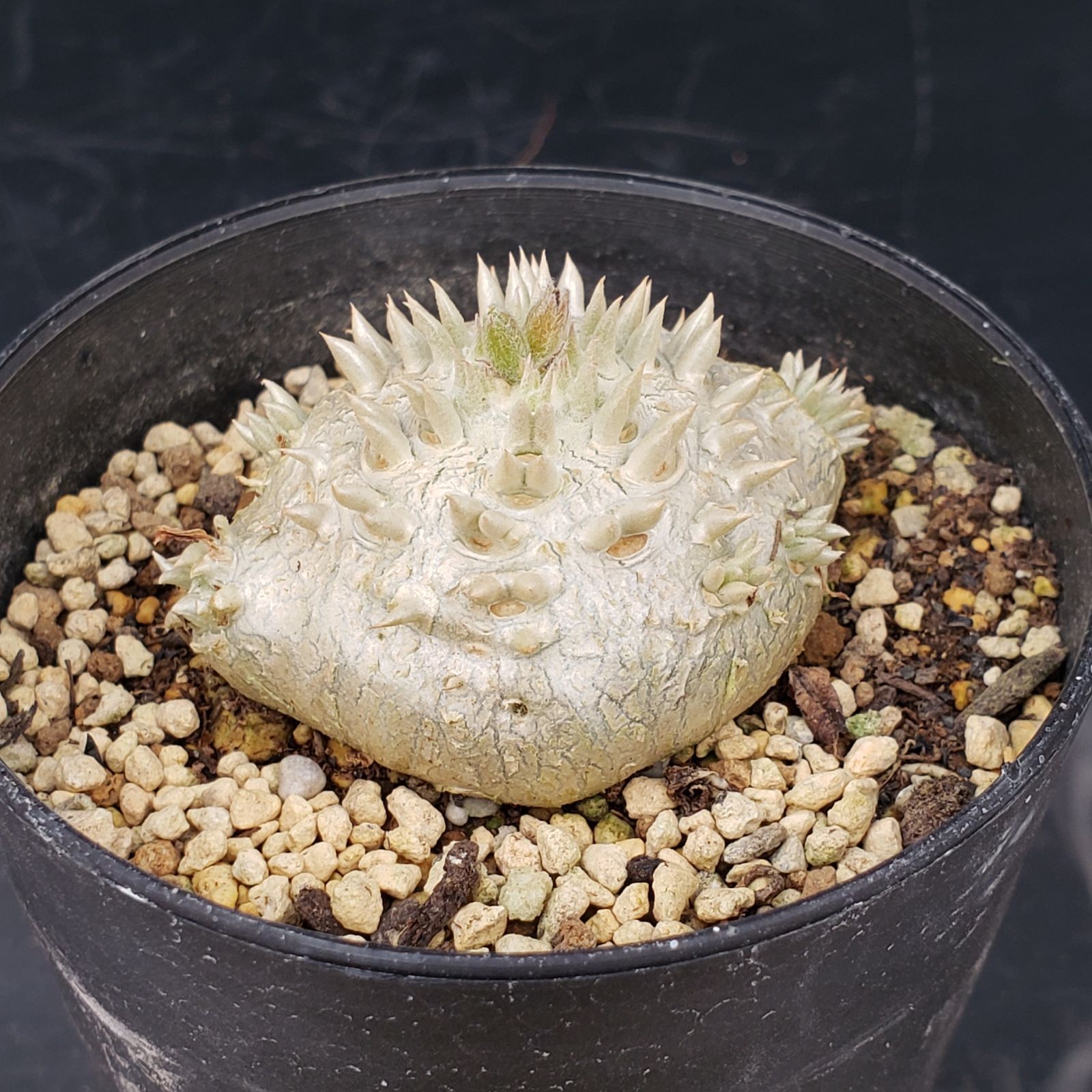 P375【自社養生株】パキポディウム 恵比寿笑い（実生・発根株・鉢植え