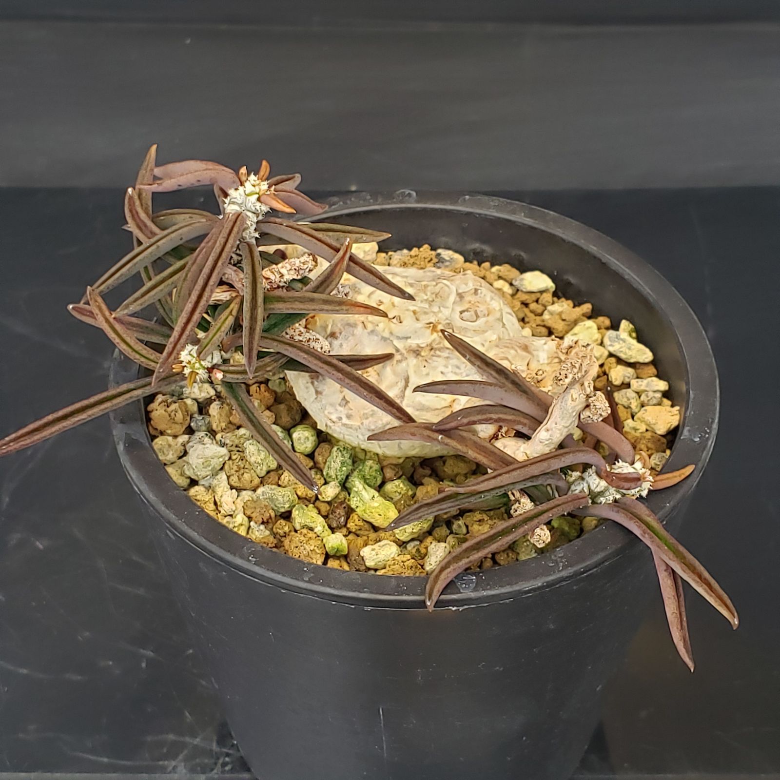 P406【自社養生株】ユーフォルビア キリンドリフォリア（実生・発根株