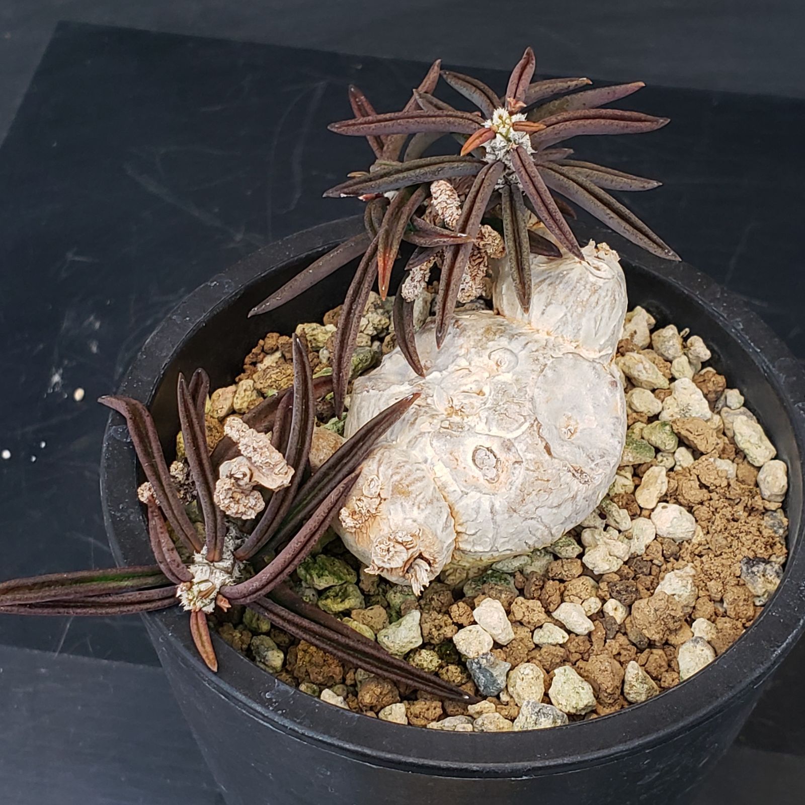 P406【自社養生株】ユーフォルビア キリンドリフォリア（実生・発根株