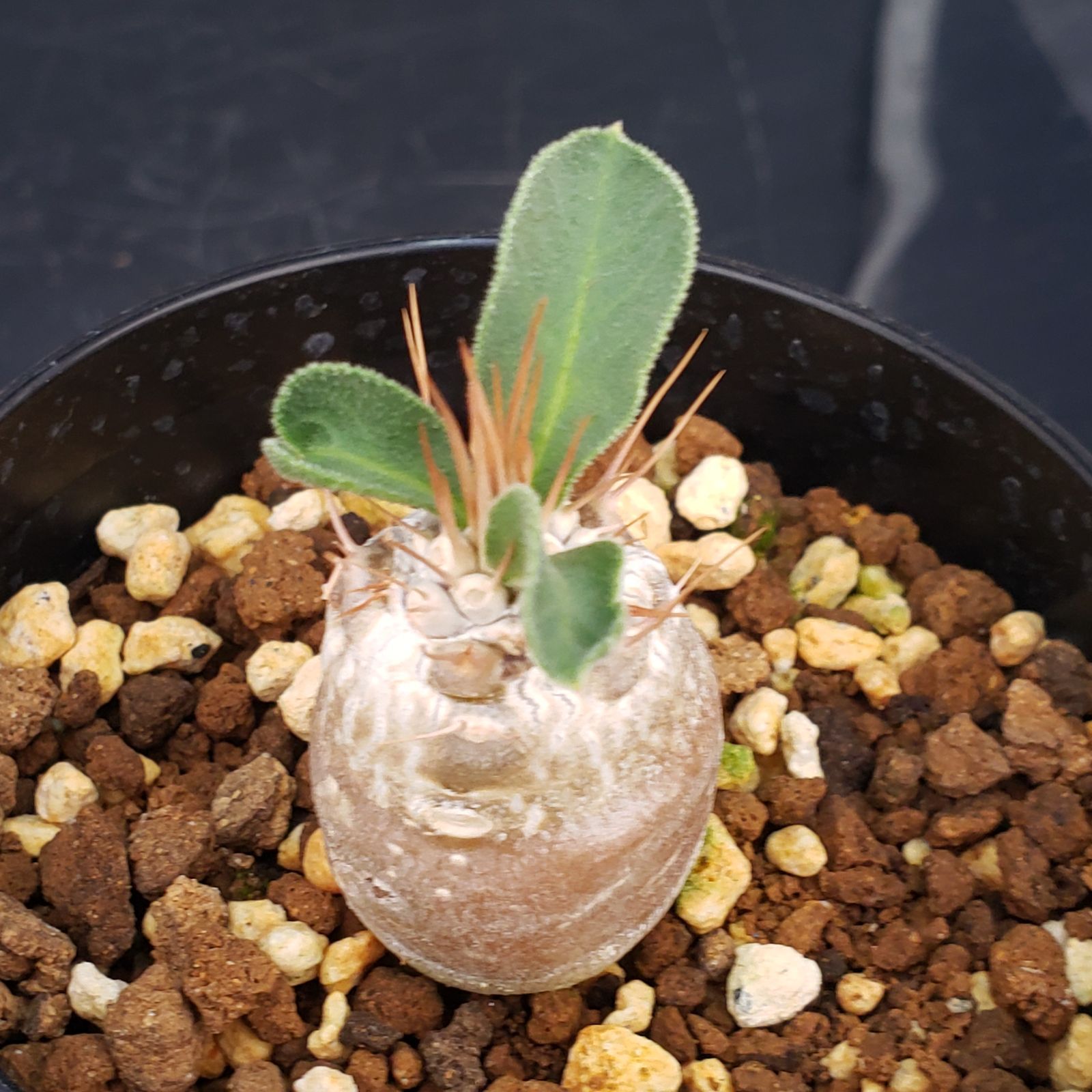 P414【自社養生株】パキポディウム ナマクアナム（実生・発根株