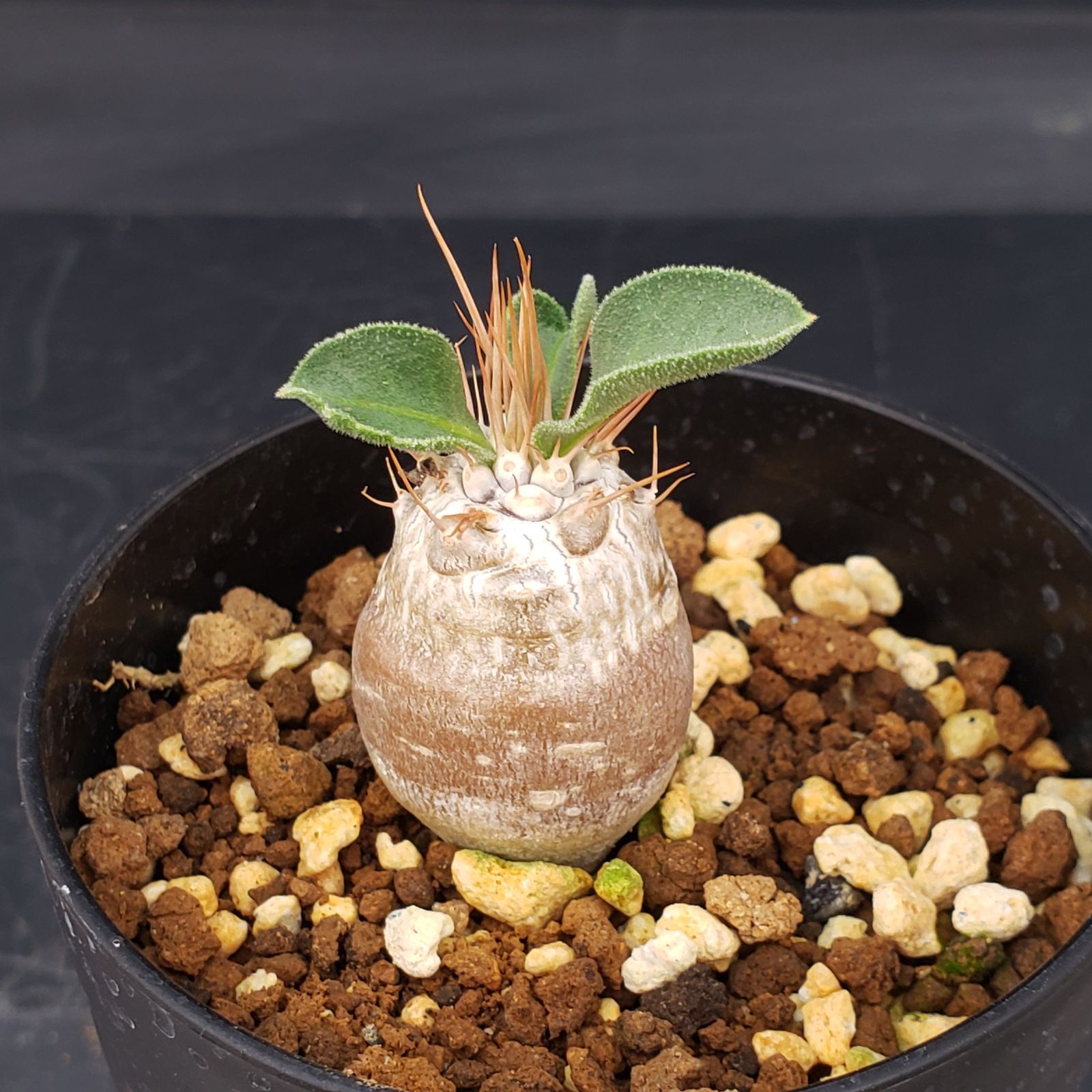 P414【自社養生株】パキポディウム ナマクアナム（実生・発根株