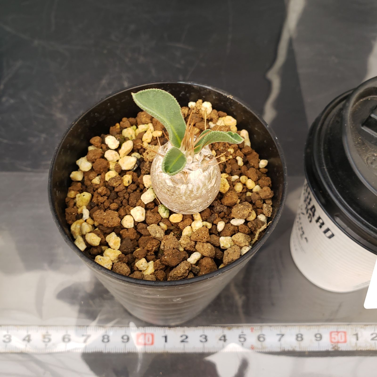 P414【自社養生株】パキポディウム ナマクアナム（実生・発根株