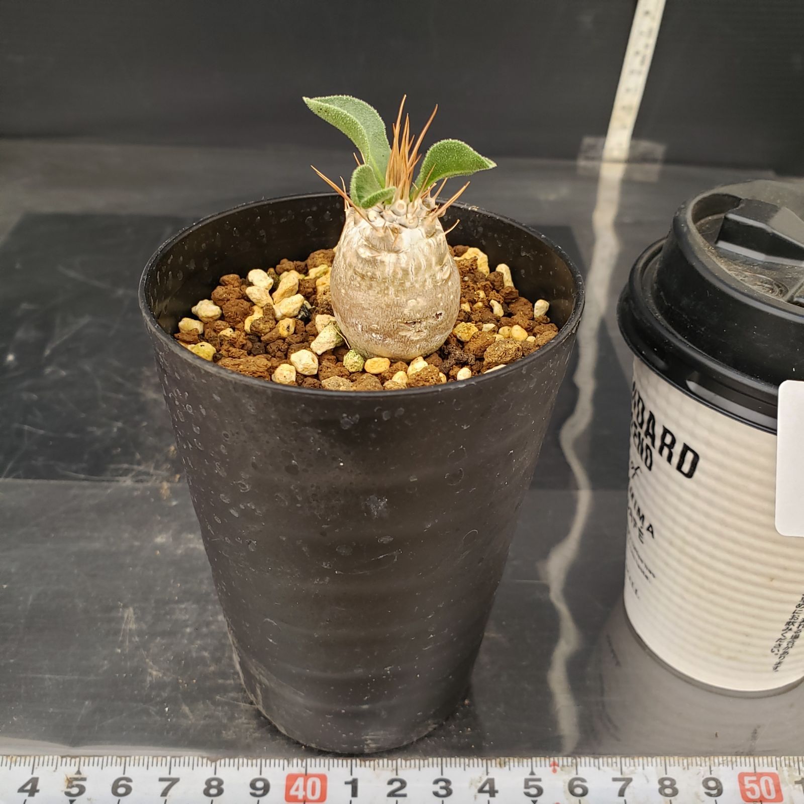 P414【自社養生株】パキポディウム ナマクアナム（実生・発根株