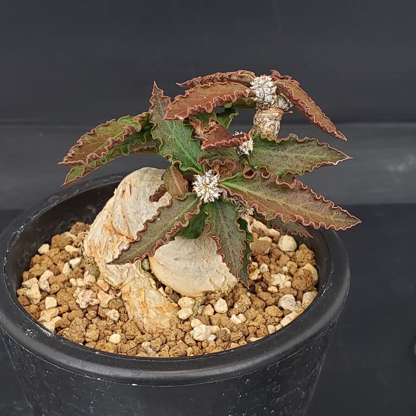 P419【自社養生株】ユーフォルビア アンボボンベンシス（発根株