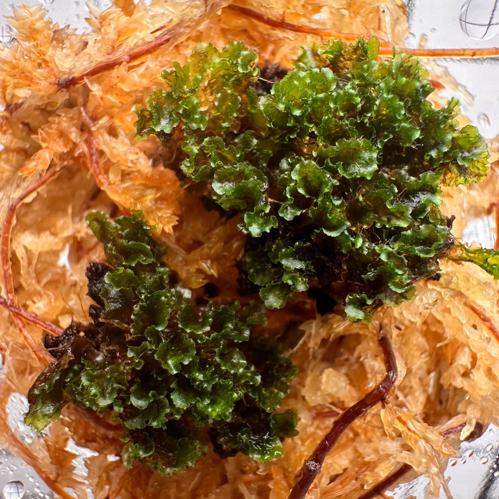 メルカリショップ限定 SPECIAL NIGHT SALE】P.willinckii OMG 前葉体