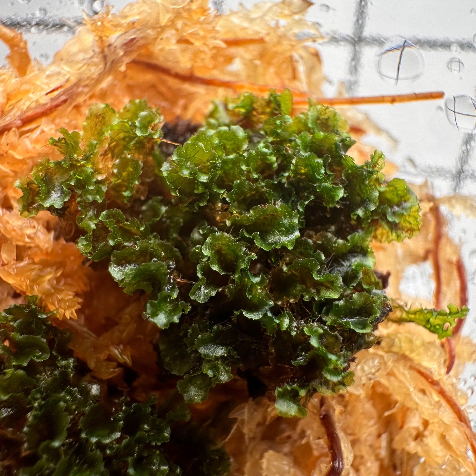 メルカリショップ限定 SPECIAL NIGHT SALE】P.willinckii OMG 前葉体