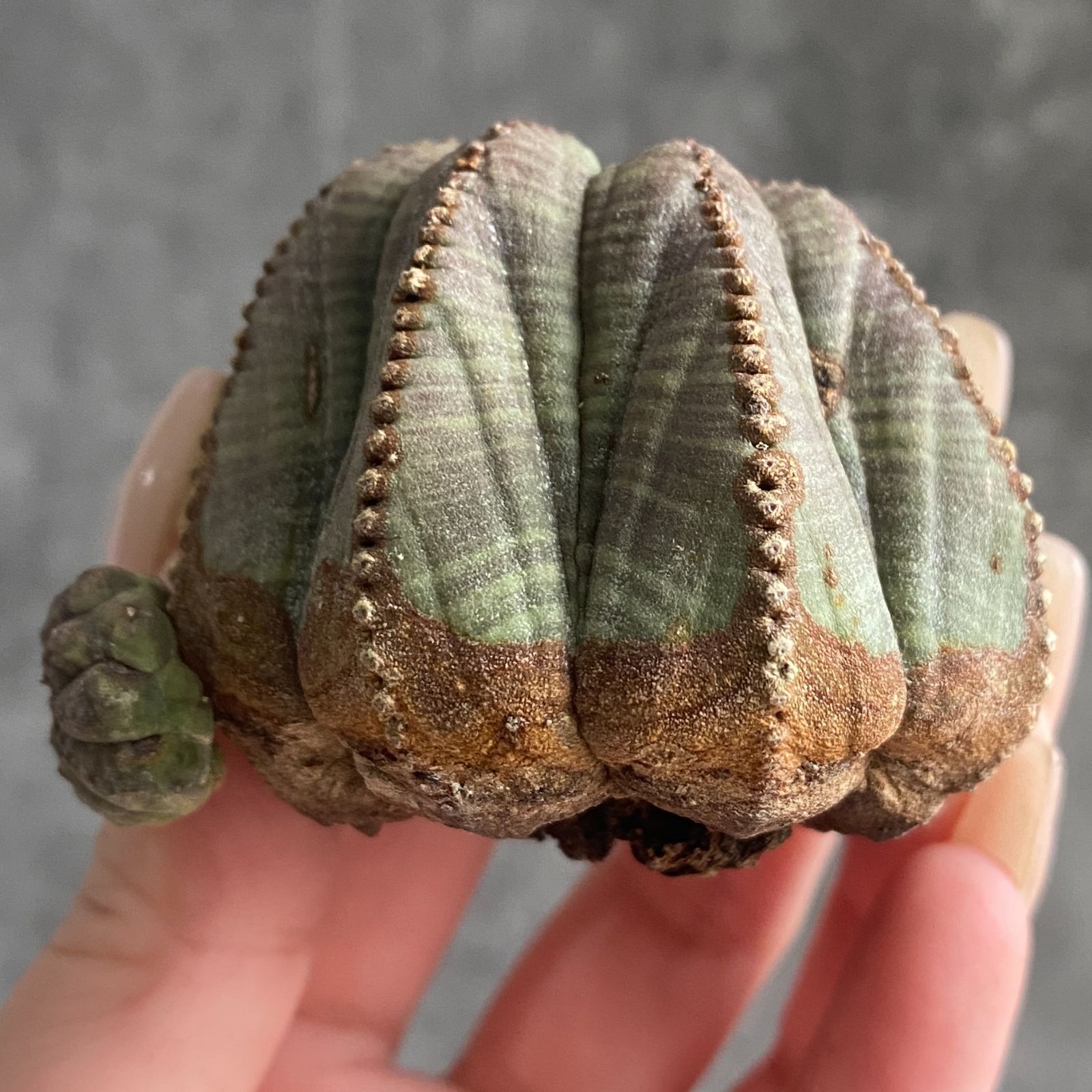 B18731【数量限定！選抜株！】ユーフォルビア オベサ Euphorbia obesa