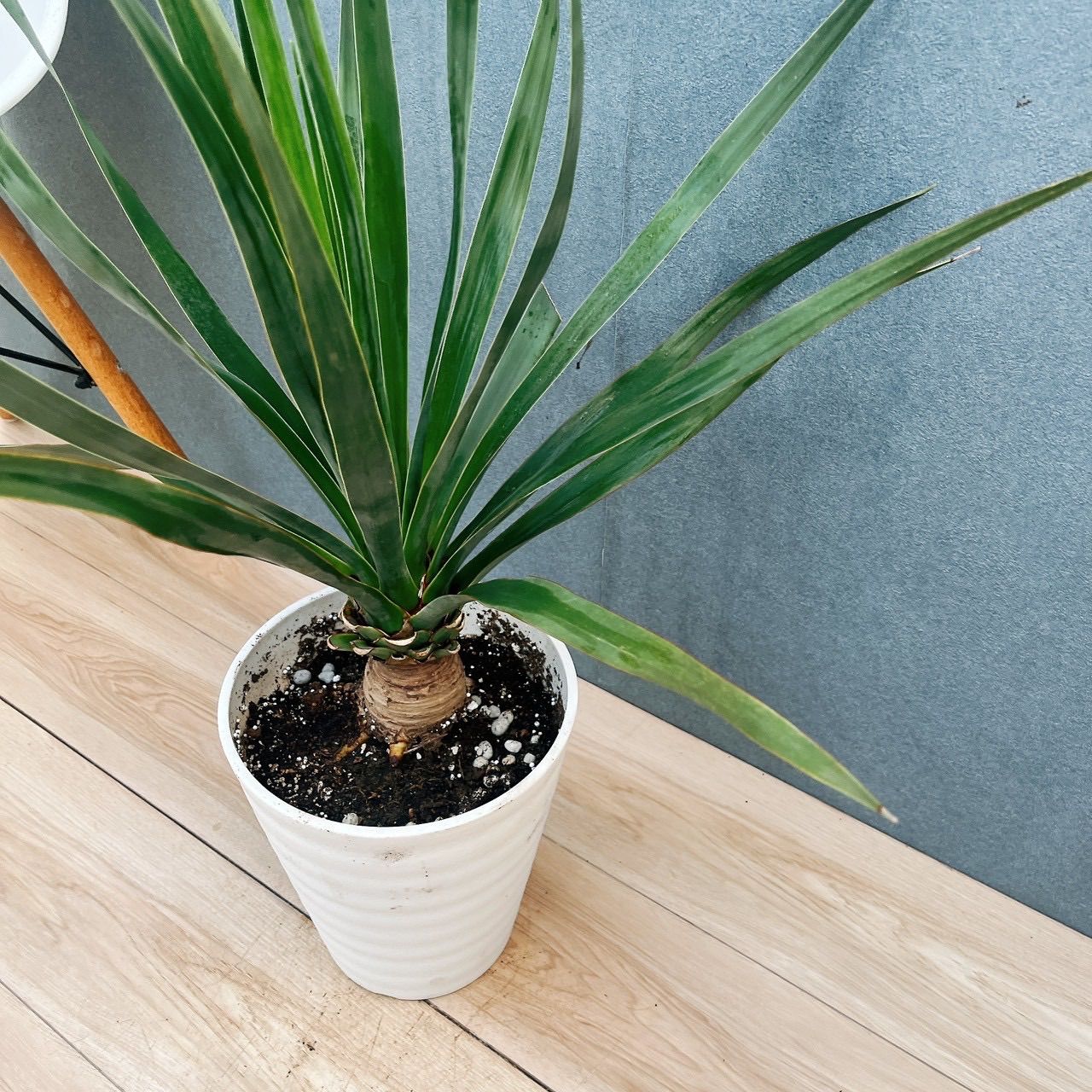 現品］【希少】17番 ドラセナ ドラコ 竜血樹 8号 観葉植物 レア 室内
