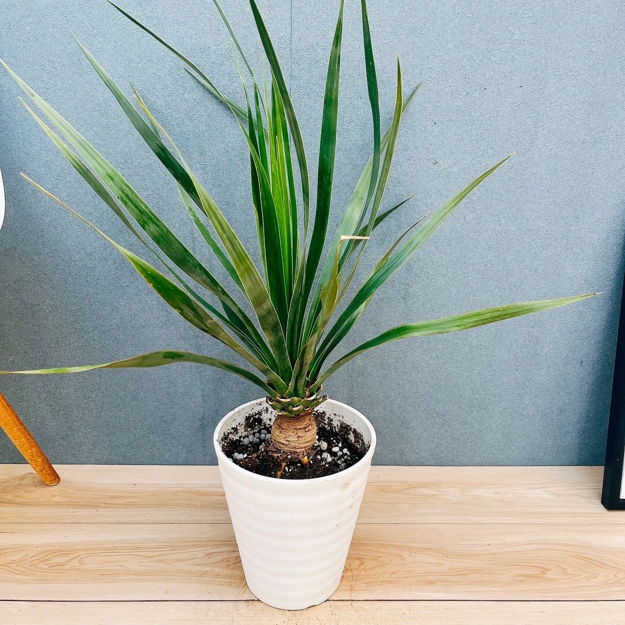 現品］【希少】17番 ドラセナ ドラコ 竜血樹 8号 観葉植物 レア 室内