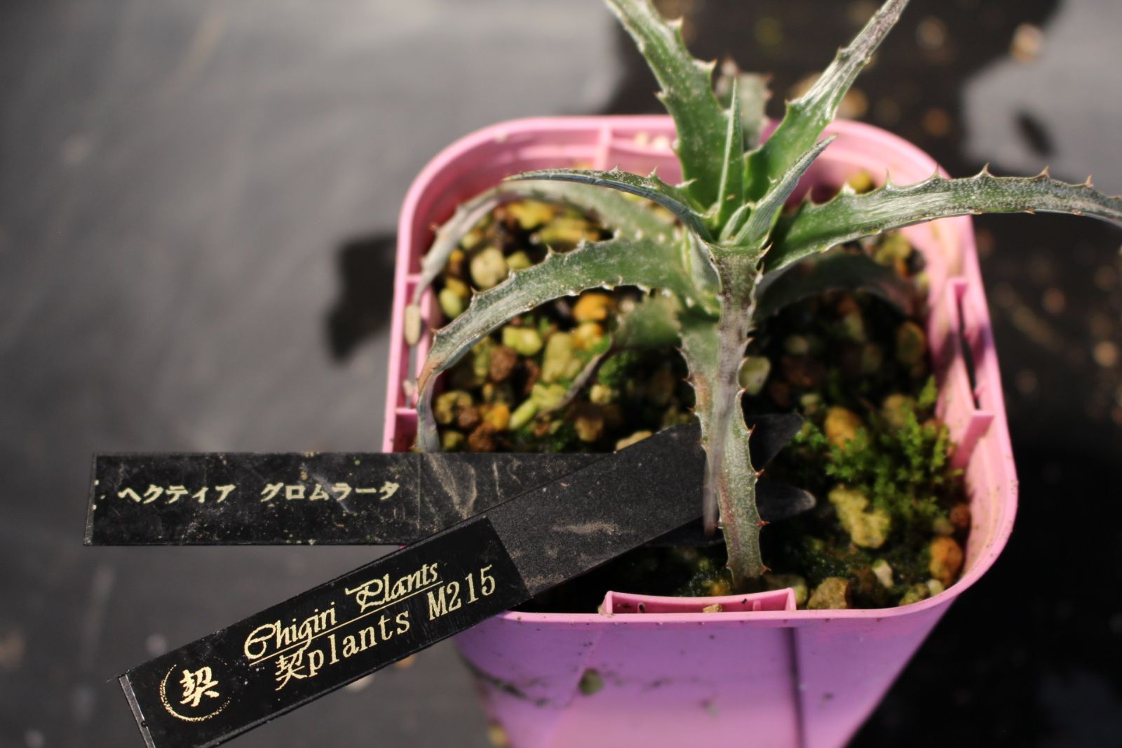 ヘクチア グロメラータ （ヘクティア グロムラータ） / Hechtia