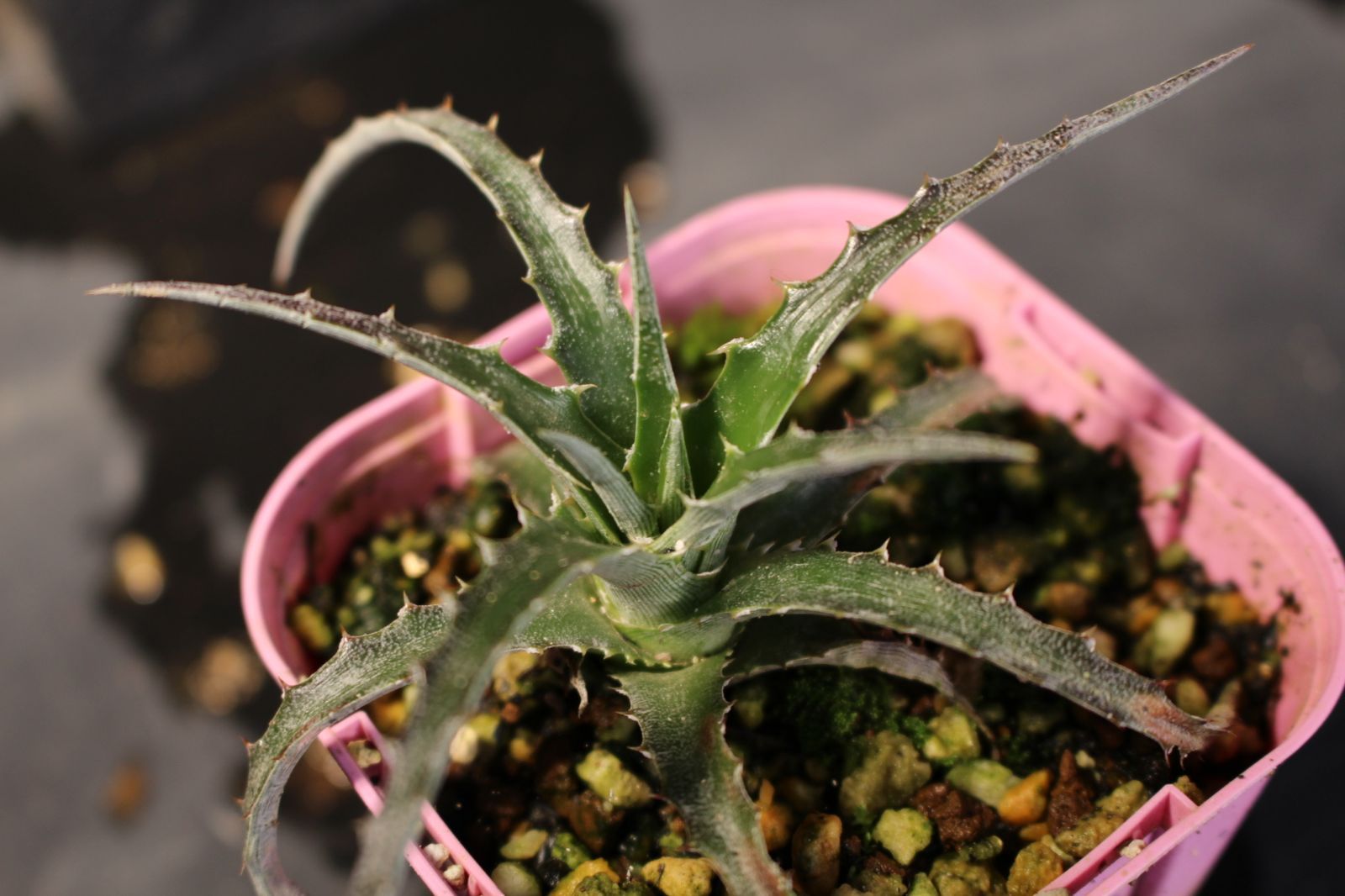 ヘクチア グロメラータ （ヘクティア グロムラータ） / Hechtia