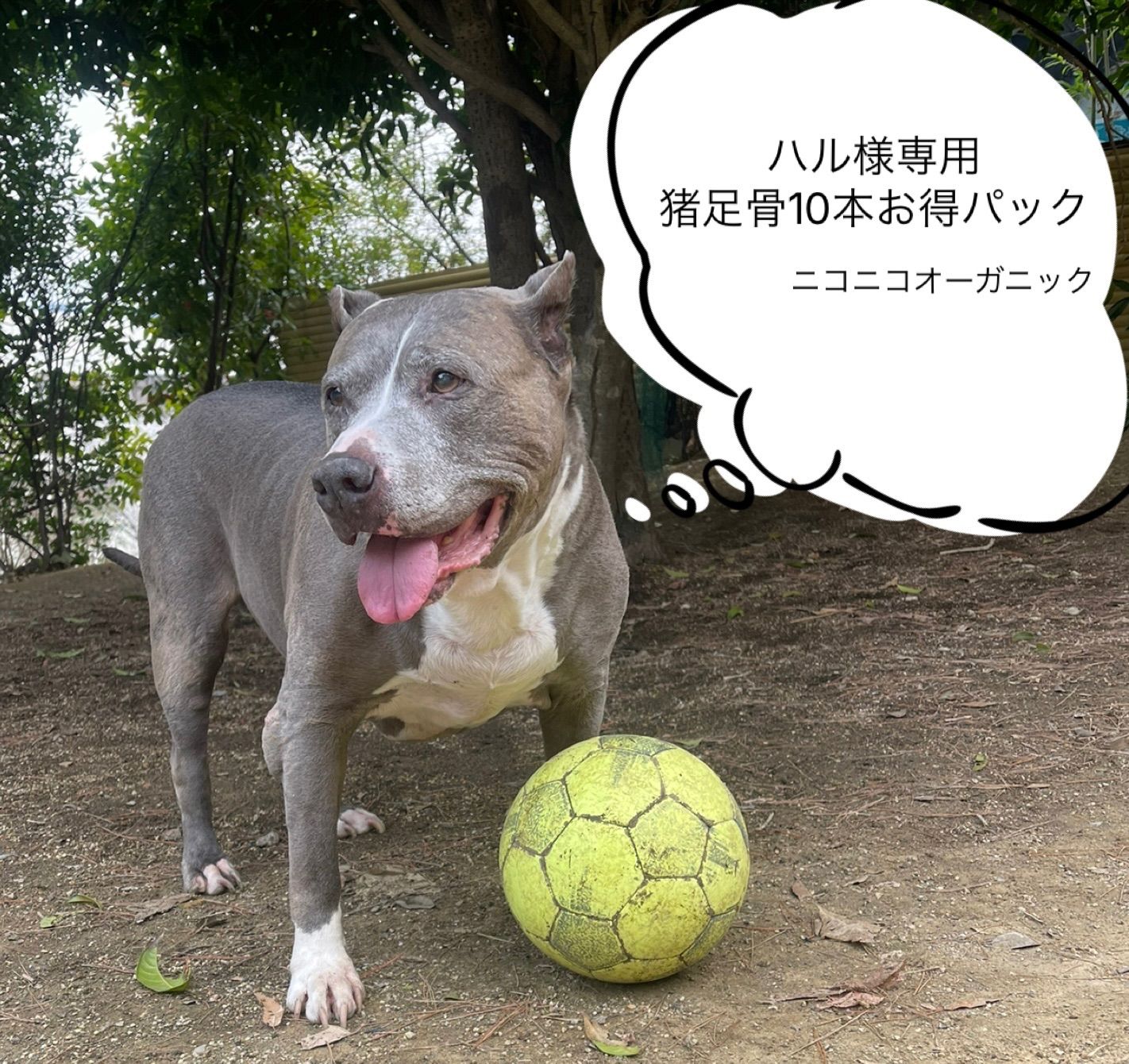 ハル様専用 haru様 Haru様 haru様専用 はるさま専用 Haruさま ハル様専用 haru様 Haru様 haru様専用 はるさま専用 Haruさま