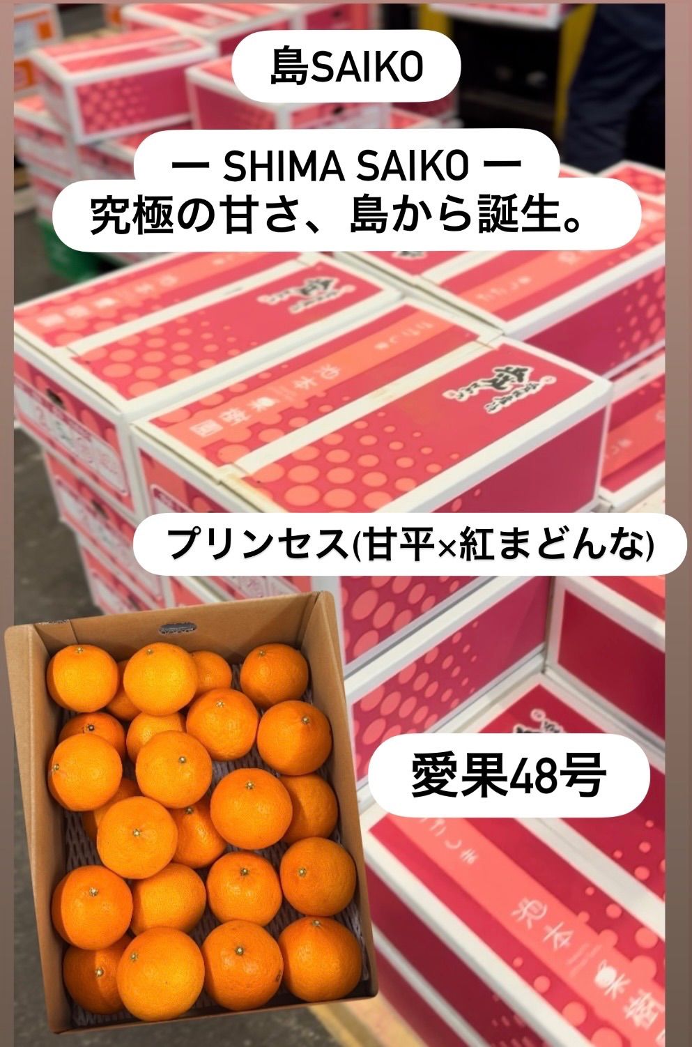 島SAIKO 島プリンセス 愛果48号 5kg 新品種 柑橘 - メルカリ