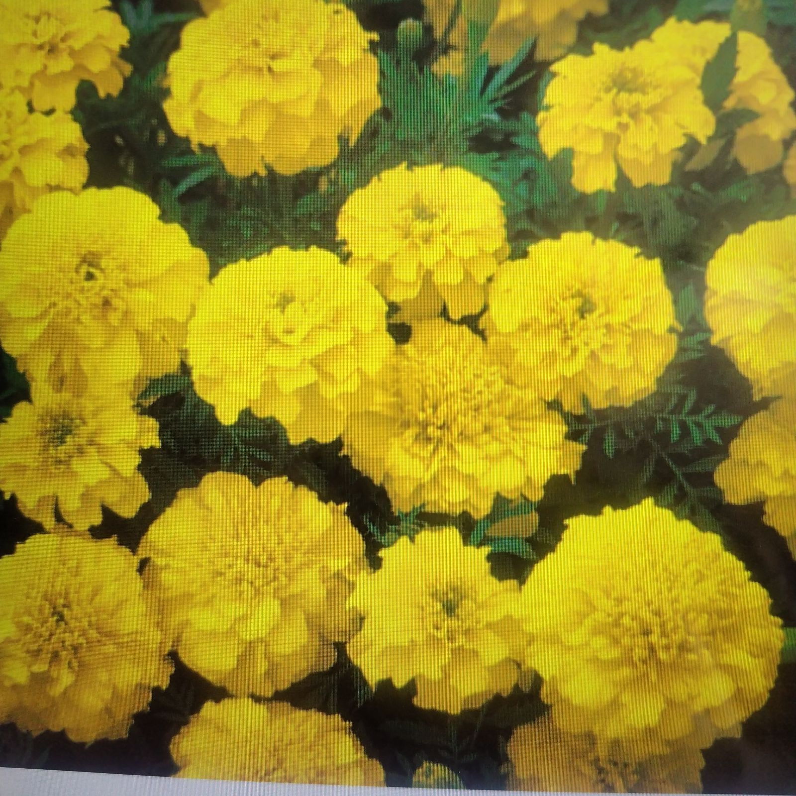 花の種 マリーゴールド60粒 - メルカリ