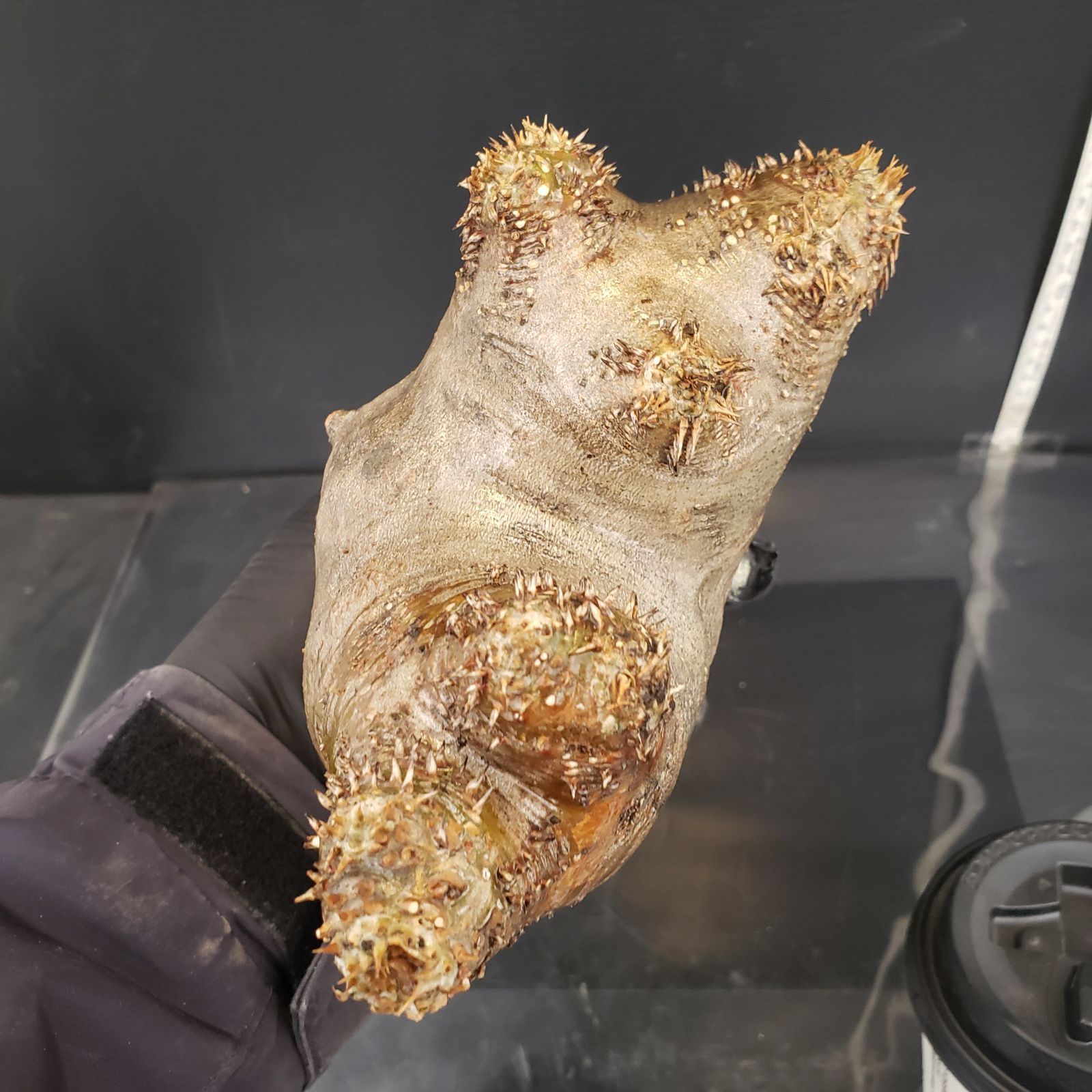 P509【最新到着】Pachypodium ホロンベンセ（現地球・抜き苗）【塊根